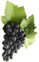 شهادات الأيزو العالمية